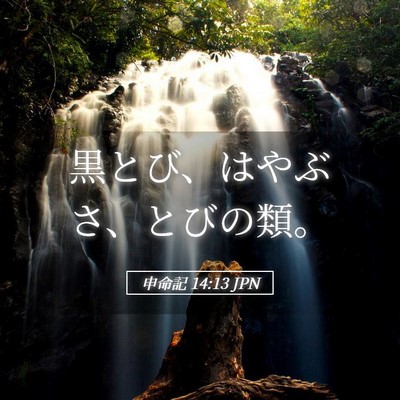 Picture 05 - 申命記 14:13 JPN - 黒とび、はやぶさ、とびの類。 - Bible Verse Picture