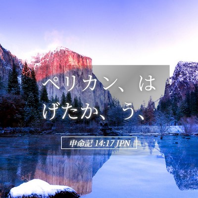 Picture 05 - 申命記 14:17 JPN - ペリカン、はげたか、う、 - Bible Verse Picture