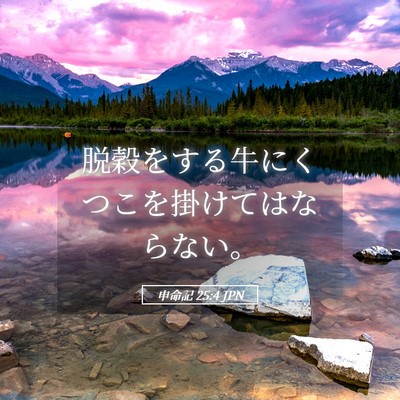 Picture 05 - 申命記 25:4 JPN - 脱穀をする牛にくつこを掛けてはな - Bible Verse Picture
