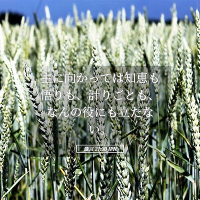Picture 05 - 箴言 21:30 JPN - 主に向かっては知恵も悟りも、計り - Bible Verse Picture