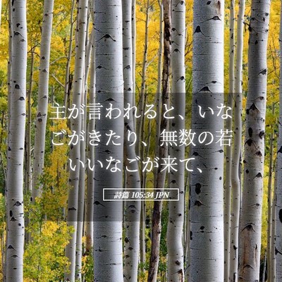 Picture 05 - 詩篇 105:34 JPN - 主が言われると、いなごがきたり、 - Bible Verse Picture