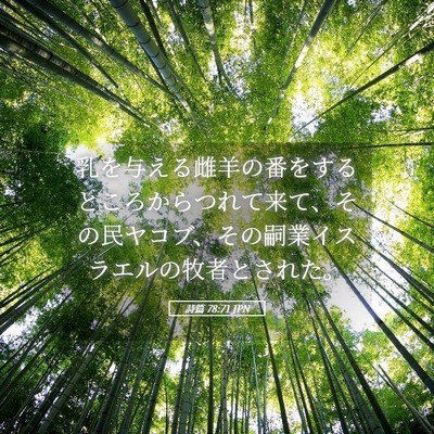 Picture 05 - 詩篇 78:71 JPN - 乳を与える雌羊の番をするところか - Bible Verse Picture