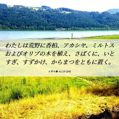 Picture 06 - イザヤ書 41:19 JPN - わたしは荒野に香柏、アカシヤ、ミ - Bible Verse Picture