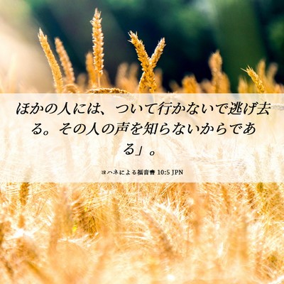 Picture 06 - ヨハネによる福音書 10:5 JPN - ほかの人には、ついて行かないで逃 - Bible Verse Picture