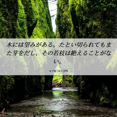 Picture 06 - ヨブ記 14:7 JPN - 木には望みがある。たとい切られて - Bible Verse Picture