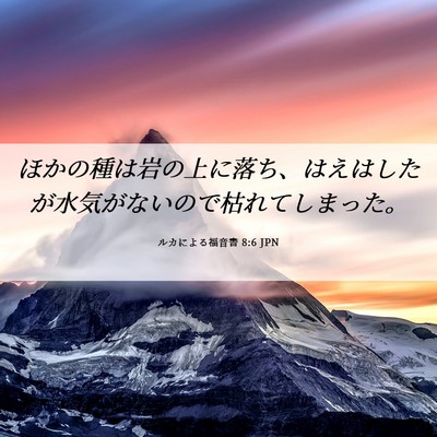 Picture 06 - ルカによる福音書 8:6 JPN - ほかの種は岩の上に落ち、はえはし - Bible Verse Picture