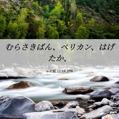 Picture 06 - レビ記 11:18 JPN - むらさきばん、ペリカン、はげたか - Bible Verse Picture