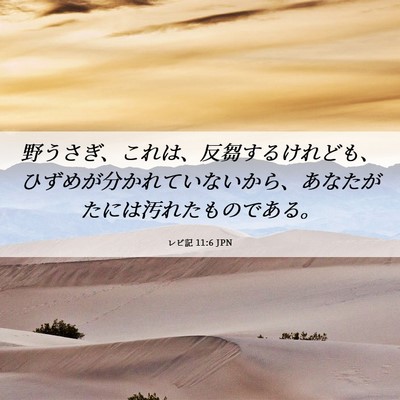 Picture 06 - レビ記 11:6 JPN - 野うさぎ、これは、反芻するけれど - Bible Verse Picture