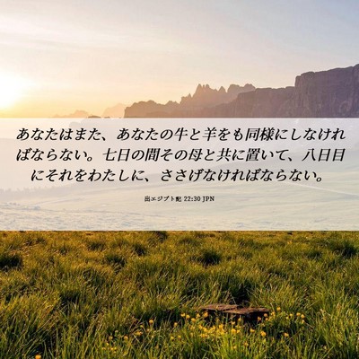 Picture 06 - 出エジプト記 22:30 JPN - あなたはまた、あなたの牛と羊をも - Bible Verse Picture
