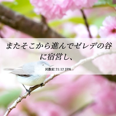 Picture 06 - 民数記 21:12 JPN - またそこから進んでゼレデの谷に宿 - Bible Verse Picture