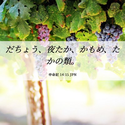 Picture 06 - 申命記 14:15 JPN - だちょう、夜たか、かもめ、たかの - Bible Verse Picture