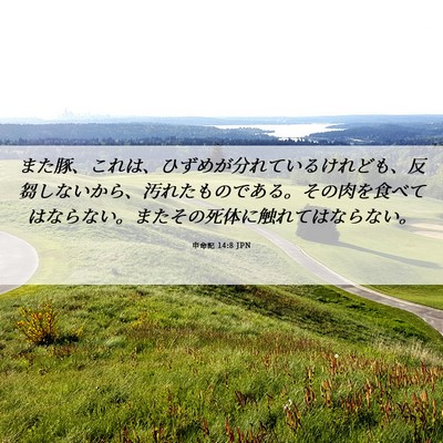 Picture 06 - 申命記 14:8 JPN - また豚、これは、ひずめが分れてい - Bible Verse Picture