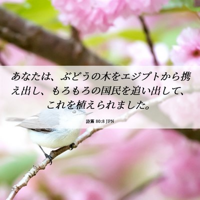 Picture 06 - 詩篇 80:8 JPN - あなたは、ぶどうの木をエジプトか - Bible Verse Picture