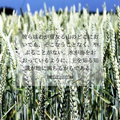 Picture 07 - イザヤ書 11:9 JPN - 彼らはわが聖なる山のどこにおいて - Bible Verse Picture