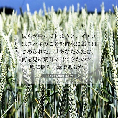 Picture 07 - マタイによる福音書 11:7 JPN - 彼らが帰ってしまうと、イエスはヨ - Bible Verse Picture