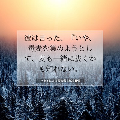 Picture 07 - マタイによる福音書 13:29 JPN - 彼は言った、『いや、毒麦を集めよ - Bible Verse Picture