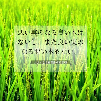 Picture 07 - ルカによる福音書 6:43 JPN - 悪い実のなる良い木はないし、また - Bible Verse Picture