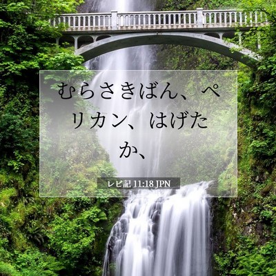 Picture 07 - レビ記 11:18 JPN - むらさきばん、ペリカン、はげたか - Bible Verse Picture