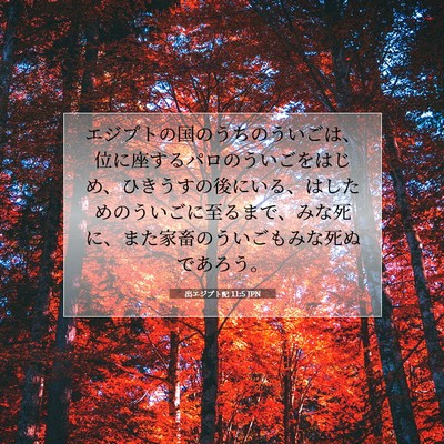 Picture 07 - 出エジプト記 11:5 JPN - エジプトの国のうちのういごは、位 - Bible Verse Picture