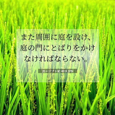Picture 07 - 出エジプト記 40:8 JPN - また周囲に庭を設け、庭の門にとば - Bible Verse Picture