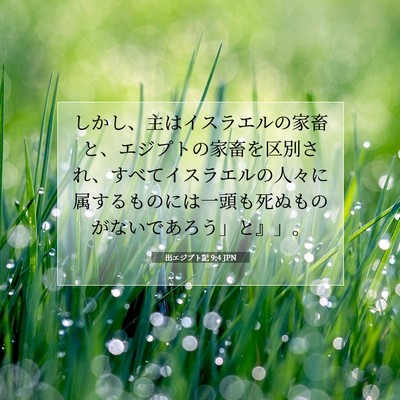 Picture 07 - 出エジプト記 9:4 JPN - しかし、主はイスラエルの家畜と、 - Bible Verse Picture