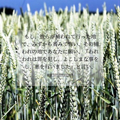 Picture 07 - 歴代志下 6:37 JPN - もし、彼らが捕われて行った地で、 - Bible Verse Picture