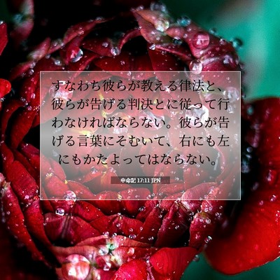 Picture 07 - 申命記 17:11 JPN - すなわち彼らが教える律法と、彼ら - Bible Verse Picture
