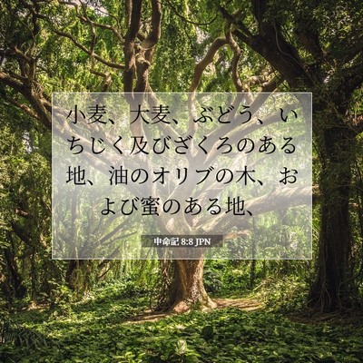 Picture 07 - 申命記 8:8 JPN - 小麦、大麦、ぶどう、いちじく及び - Bible Verse Picture